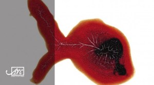 Catalan-Poets-front-cover-cropped-493x273